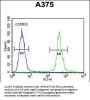 AL2SA Antibody  (N-term)