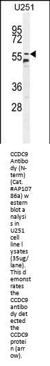 CCDC9 Antibody  (N-term)