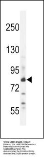 ZN180 Antibody  (N-term)