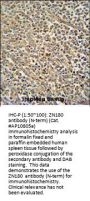 ZN180 Antibody  (N-term)