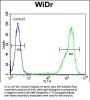 ZN180 Antibody  (N-term)