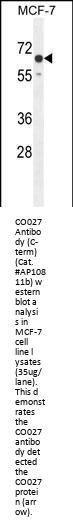 CO027 Antibody  (C-term)