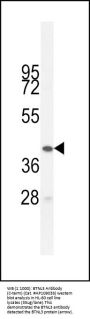 BTNL3 Antibody (C-term)