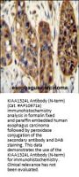 KIAA1324L Antibody (N-term)
