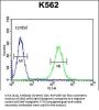 KIAA1324L Antibody (N-term)