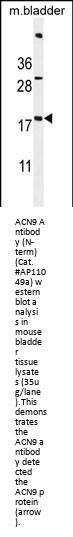ACN9 Antibody  (N-term)