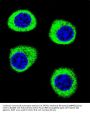 CPSF3L Antibody (N-term)
