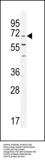 CPSF3L Antibody (N-term)