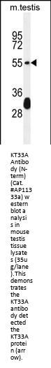 KT33A Antibody (N-term)