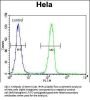 SELV Antibody (C-term)