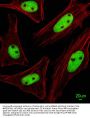 KRBA2 Antibody (Center)