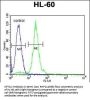 CPT1C Antibody (C-term)