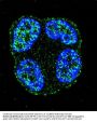 SCUBE2 Antibody (Center N266)