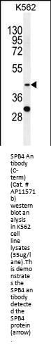 SPB4 Antibody (C-term)