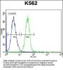 SPB4 Antibody (C-term)