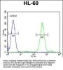 FOXC2 Antibody (Center P198)