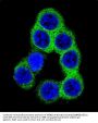 EFNB2 Antibody (Center)