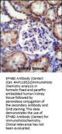 EFNB2 Antibody (Center)
