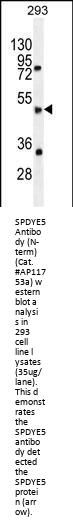 SPDYE5 Antibody (N-term)