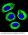 LRP12 Antibody (C-term)