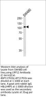 LRP12 Antibody (C-term)