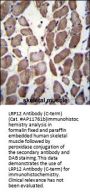 LRP12 Antibody (C-term)