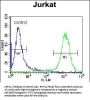 LRP12 Antibody (C-term)