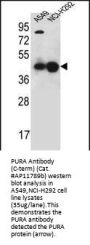 PURA Antibody (C-term)