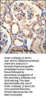 PURA Antibody (C-term)