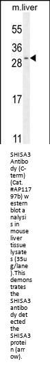 SHISA3 Antibody (C-term)