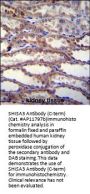 SHISA3 Antibody (C-term)