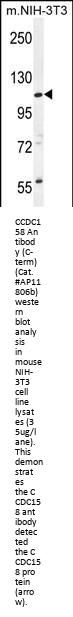 CCDC158 Antibody (C-term)