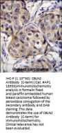 CBLN2 Antibody  (C-term)
