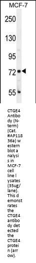 CTGE4 Antibody  (N-term)