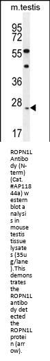 ROPN1L Antibody (N-term)