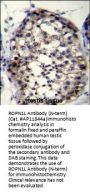 ROPN1L Antibody (N-term)