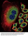 NEU2 Antibody (N-term)