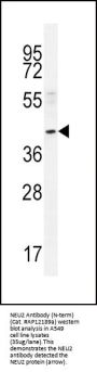 NEU2 Antibody (N-term)