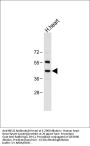 NEU2 Antibody (N-term)
