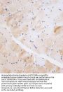 NEU2 Antibody (N-term)