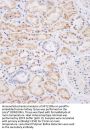 NEU2 Antibody (N-term)