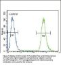 NEU2 Antibody (N-term)