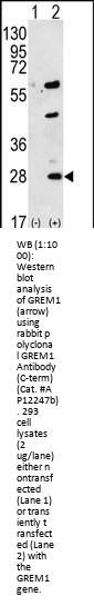 GREM1 Antibody (C-term)