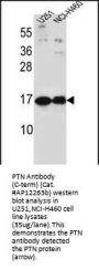 PTN Antibody (C-term)