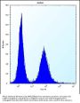 RPL11 Antibody (N-term)