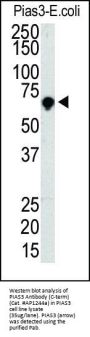 PIAS3 Antibody (C-term)