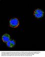 KLRC1 Antibody (N-term)