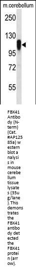 FBX41 Antibody (N-term)