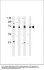 HINFP Antibody (Center)