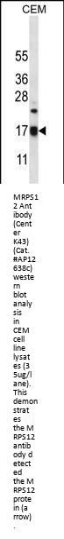 MRPS12 Antibody (Center K43)